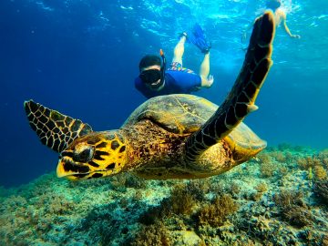 Lombok Gili Meno - Snorkeling Turtle
