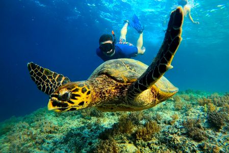 Lombok Gili Meno - Snorkeling Turtle
