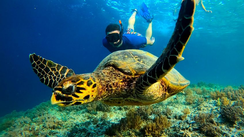 Lombok Gili Meno - Snorkeling Turtle