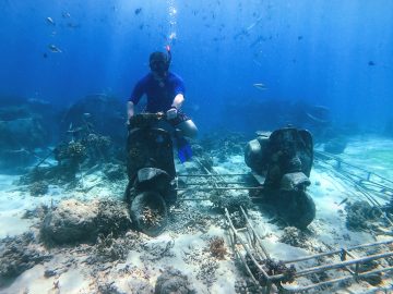 Lombok Gili Trawangan Snorkeling Biorock Vespa